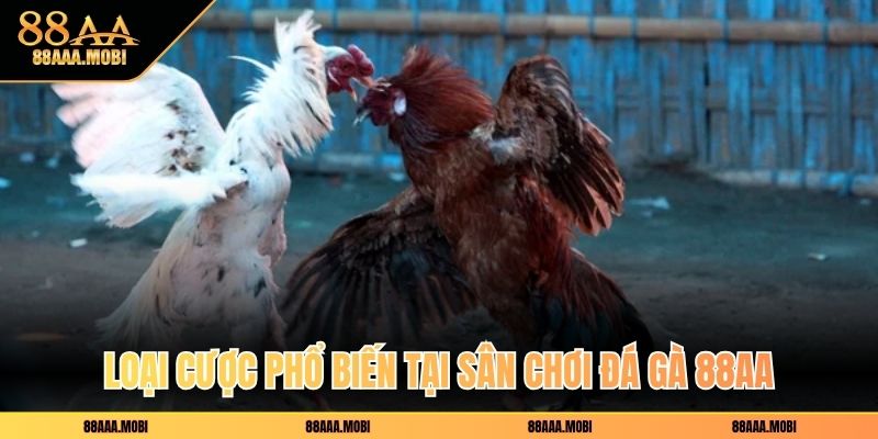 Loại cược phổ biến tại sân chơi đá gà 88aa