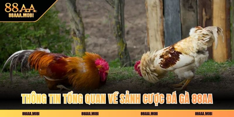 Thông tin tổng quan về sảnh cược đá gà 88aa