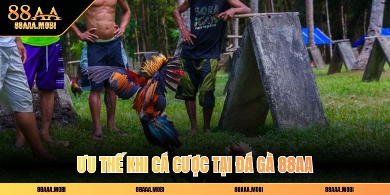 Ưu thế khi cá cược tại đá gà 88aa